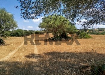 Giardino - Terreno agricolo contrada canzeria - cugni di cassaro
sn, Noto - foto 12
