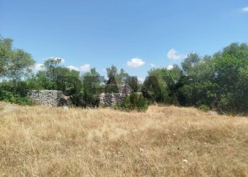 Giardino - Terreno agricolo contrada canzeria - cugni di cassaro
sn, Noto - foto 15