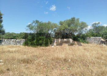 Giardino - Terreno agricolo contrada canzeria - cugni di cassaro
sn, Noto - foto 16
