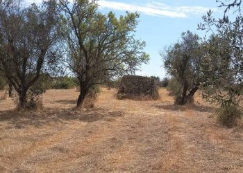 Terreno - Terreno edificabile Sannicola - foto 6
