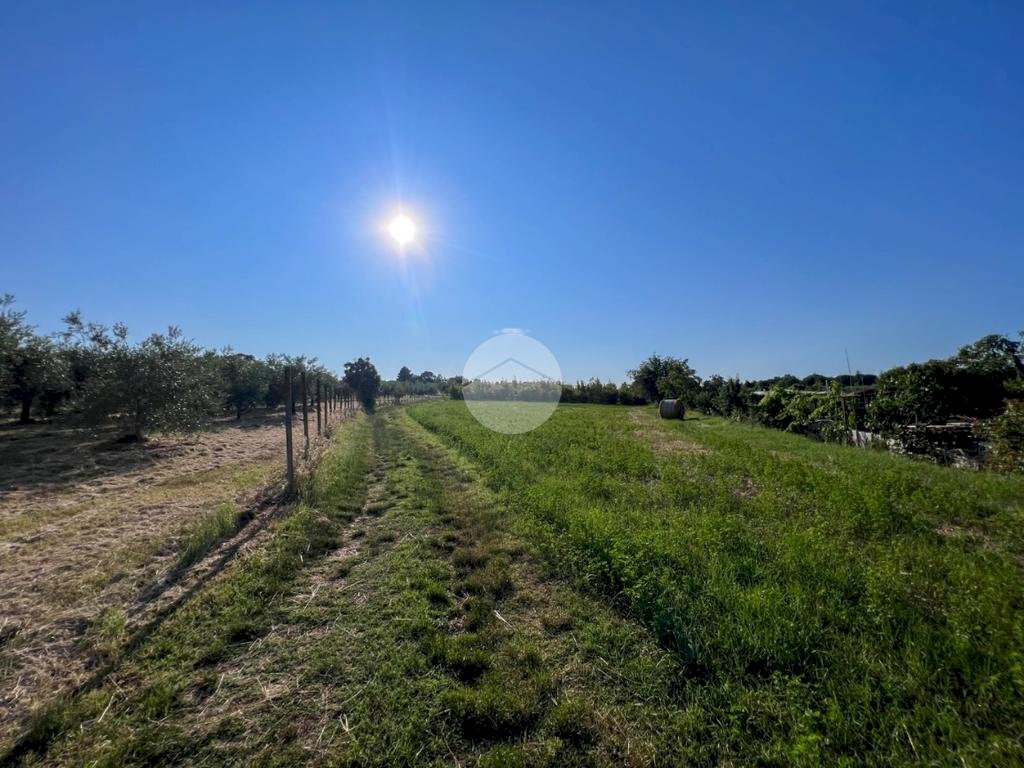 Terreno agricolo Via S. Andrea, Misano Adriatico - foto 3