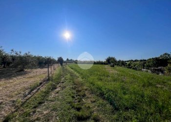 Terreno agricolo Via S. Andrea, Misano Adriatico - foto 3