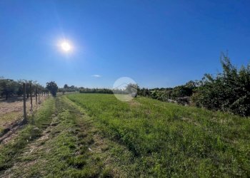 Terreno agricolo Via S. Andrea, Misano Adriatico - foto 6