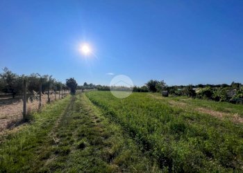 Terreno agricolo Via S. Andrea, Misano Adriatico - foto 8