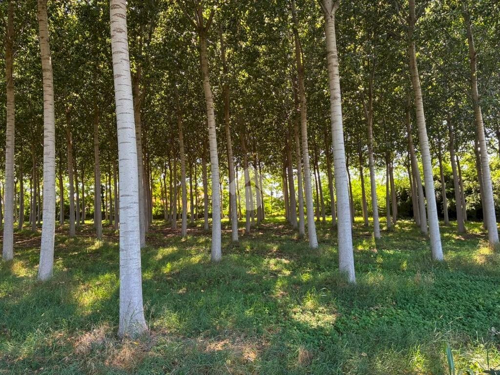 Terreno agricolo Via V.Veneto, Corbetta - foto 1