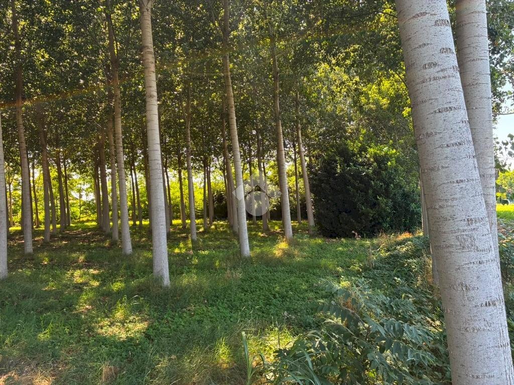 Terreno agricolo Via V.Veneto, Corbetta - foto 2