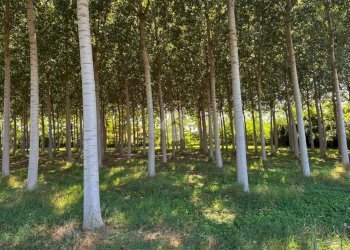Terreno agricolo Via V.Veneto, Corbetta - foto 1