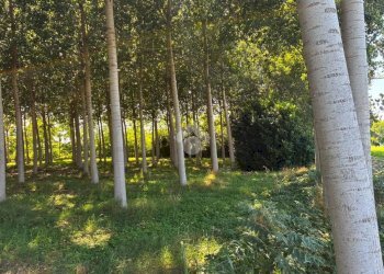 Terreno agricolo Via V.Veneto, Corbetta - foto 2