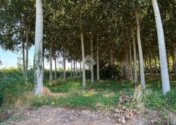 Terreno agricolo Via V.Veneto, Corbetta - foto 5