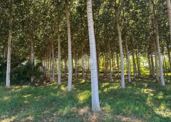Terreno agricolo Via V.Veneto, Corbetta - foto 8