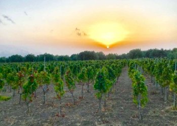VIGNA - Villa Chiaramonte Gulfi - foto 5
