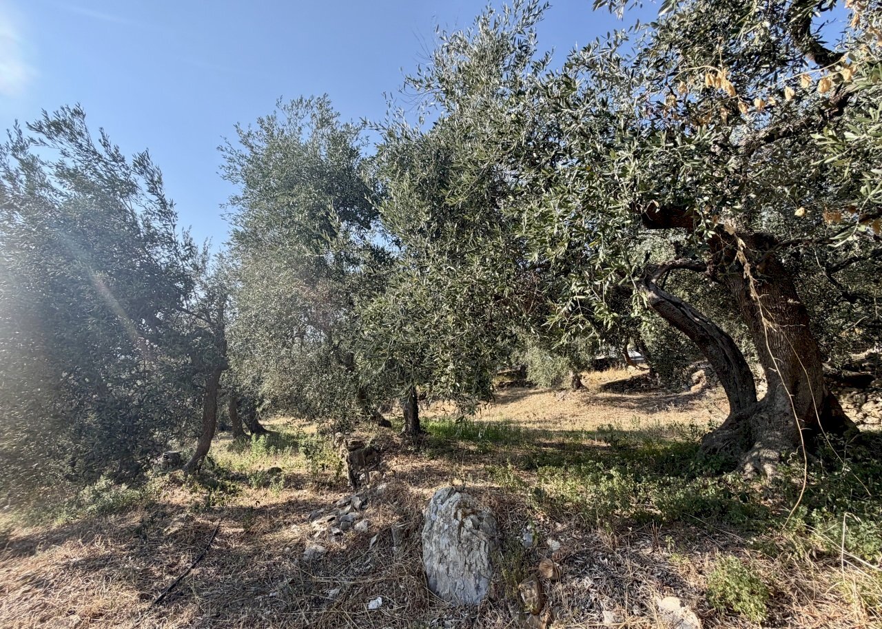 IMG_7504 - Terreno agricolo Via Chiappa 100, San Bartolomeo al Mare - foto 3