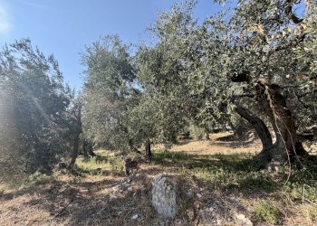 IMG_7504 - Terreno agricolo Via Chiappa 100, San Bartolomeo al Mare - foto 3
