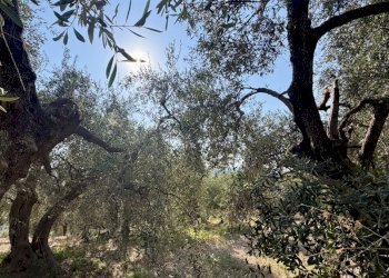 IMG_7503 - Terreno agricolo Via Chiappa 100, San Bartolomeo al Mare - foto 4