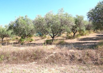 Foto 5 - Terreno edificabile via Colle Sant'Angelo
 
snc, Tortoreto - foto 5