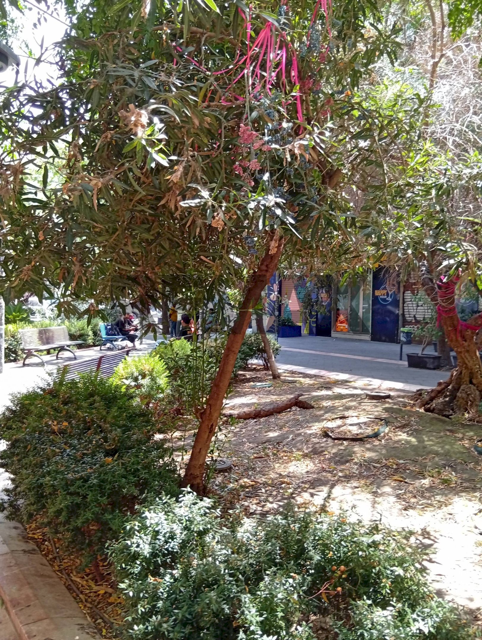 Giardino - Negozio Piazza Giuseppe Sciuti
20, Catania - foto 3