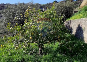 Giardino - Rustico Contada Mastrissa
snc, Castelmola - foto 18