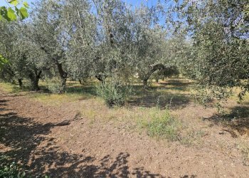 Foto 6 - Villa via casilina, Pignataro Maggiore - photo 6