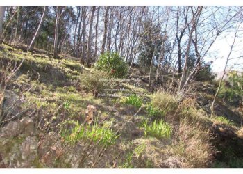 Terreno - Villa Cannobio - foto 27