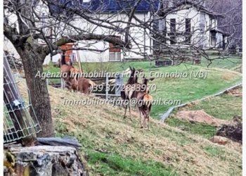 Terreno - Villa strada Provinciale della Valle Cannobina, Valle Cannobina - foto 14