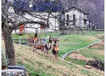 Terreno - Villa strada Provinciale della Valle Cannobina, Valle Cannobina - foto 17