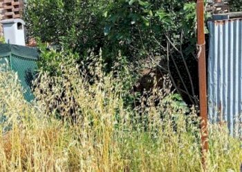 Vista - Appartamento via Vittorio Niccoli, 72, Castelfiorentino - foto 14