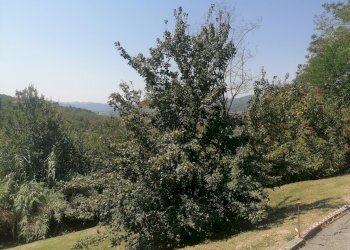 Quadrilocale Via  Gessaroli, Bologna (zona Colli) - foto 3