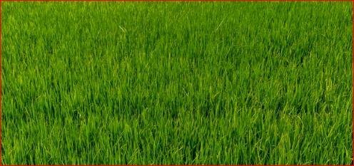 Terreno agricolo Carmagnola - foto 2