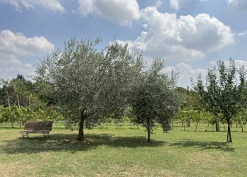 GIARDINO - Appartamento in Villa via Montebello, San Lazzaro di Savena - foto 5