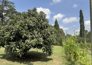 GIARDINO - Appartamento in Villa via Montebello, San Lazzaro di Savena - foto 6