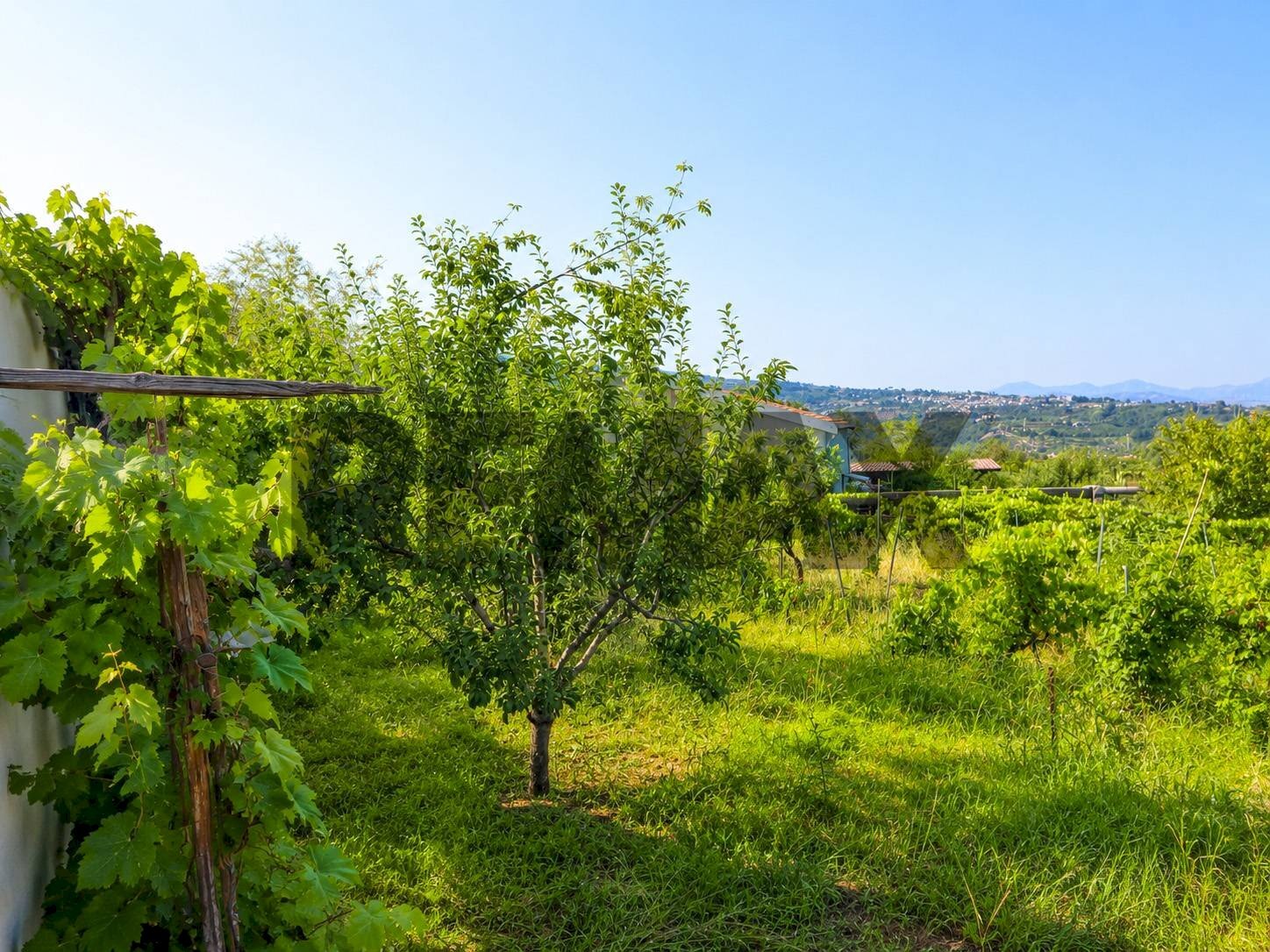 Giardino - Agricultural land Via Delle Rose
snc, Giarre - photo 3