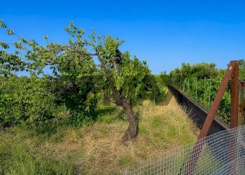 Giardino - Agricultural land Via Delle Rose
snc, Giarre - photo 1