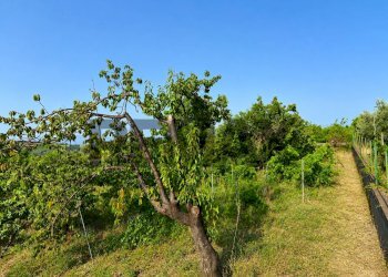 Giardino - Agricultural land Via Delle Rose
snc, Giarre - photo 5