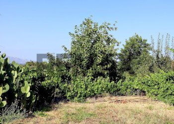 Giardino - Agricultural land Via Delle Rose
snc, Giarre - photo 20
