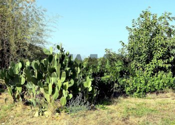 Giardino - Agricultural land Via Delle Rose
snc, Giarre - photo 21