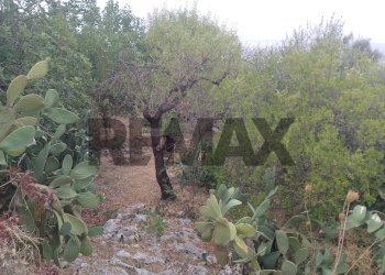 Giardino - Agricultural land via mulino mario
20, Siracusa - photo 6
