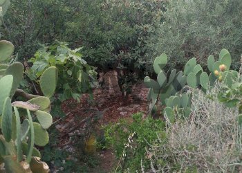 Giardino - Agricultural land via mulino mario
20, Siracusa - photo 7