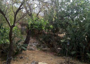 Giardino - Agricultural land via mulino mario
20, Siracusa - photo 15