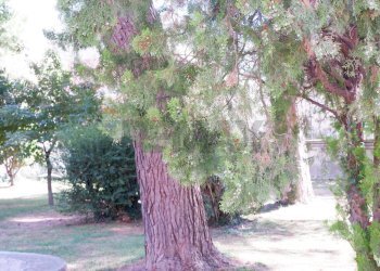 Giardino - Appartamento Via Giuseppe De Falco
4, Caserta - foto 44
