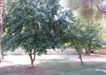 Giardino - Appartamento Via Giuseppe De Falco
4, Caserta - foto 66