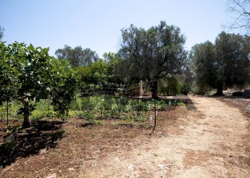 Giardino - Independent house CONTRADA CORREO
 
snc, Carovigno - photo 20
