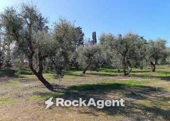Terreno - Villa contrada Sant' Anna, Casarano - foto 11