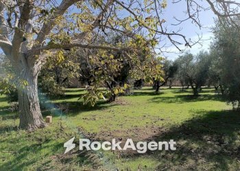 Terreno - Villa contrada Sant' Anna, Casarano - foto 14