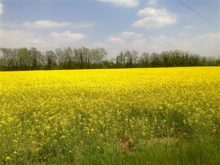 Building land Forlì - photo 1