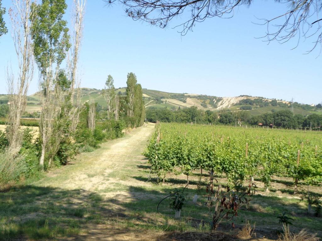 Agricultural land Imola - photo 1