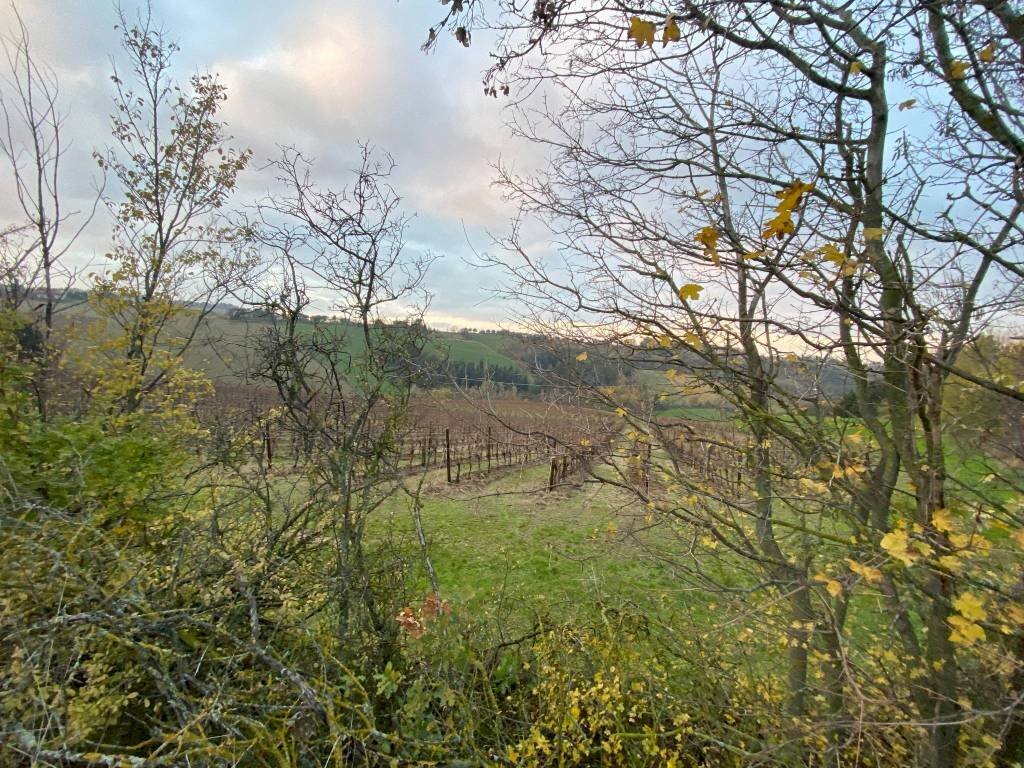 Agricultural land Imola - photo 2