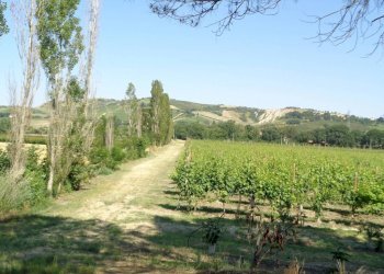 Agricultural land Imola - photo 1