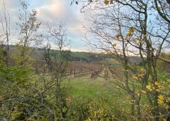 Agricultural land Imola - photo 2