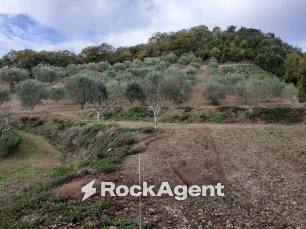 Terreno - Terreno agricolo contrada Mortella, Marcellinara - foto 3