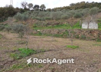 Terreno - Terreno agricolo contrada Mortella, Marcellinara - foto 6